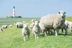 Rarität auf Eiderstedt - Traumwohnung nahe St. Peter-Ording & Nordsee | Provisionsfrei – Die vollständige Adresse der Immobilie erhältst du vom Anbieter., 25836 Vollerwiek – Vorschaubild 36