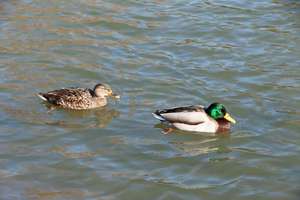 Property thumbnail 21