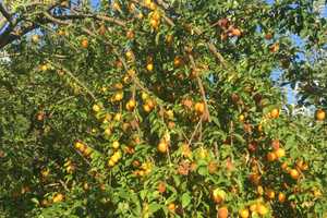  5-Zimmer-EFH mit gehobener Innenaussattung, große Scheune, großer Obstgarten, ruhig        – Passau (Kreis) – Vorschaubild 16