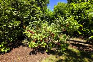 "Idyllischer Wohntraum im Grünen mit Terrassen, Garten und Seerosenteich" in Schulnähe! – Rhein-Hunsrück-Kreis – Vorschaubild 36