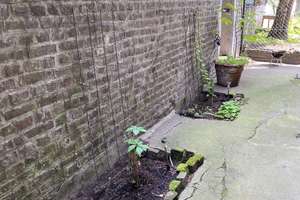 Wunderschöne Einzimmerwohnung: Hochbett, Küche und Wannenbad. Altbau mit Gartennutzung. – Hacketäuerstrasse 68, 51063 Mülheim (Ortsteil), Köln – Vorschaubild 18