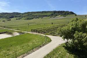 Natur pur - Großes EFH am Ortsrand - Nähe Trier und Luxemburg – Beim Weinskreuz 1, 54340 Leiwen – Vorschaubild 28