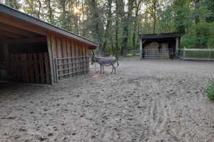 Landhaus auf 2,3 ha für zu verkaufen – Osnabrück (Kreis) – Vorschaubild 10