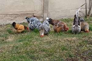 Property thumbnail 22