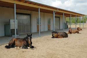 moderne Reitanlage vor den Toren Münsters – Die vollständige Adresse der Immobilie erhältst du vom Anbieter., 48317 Drensteinfurt – Vorschaubild 21