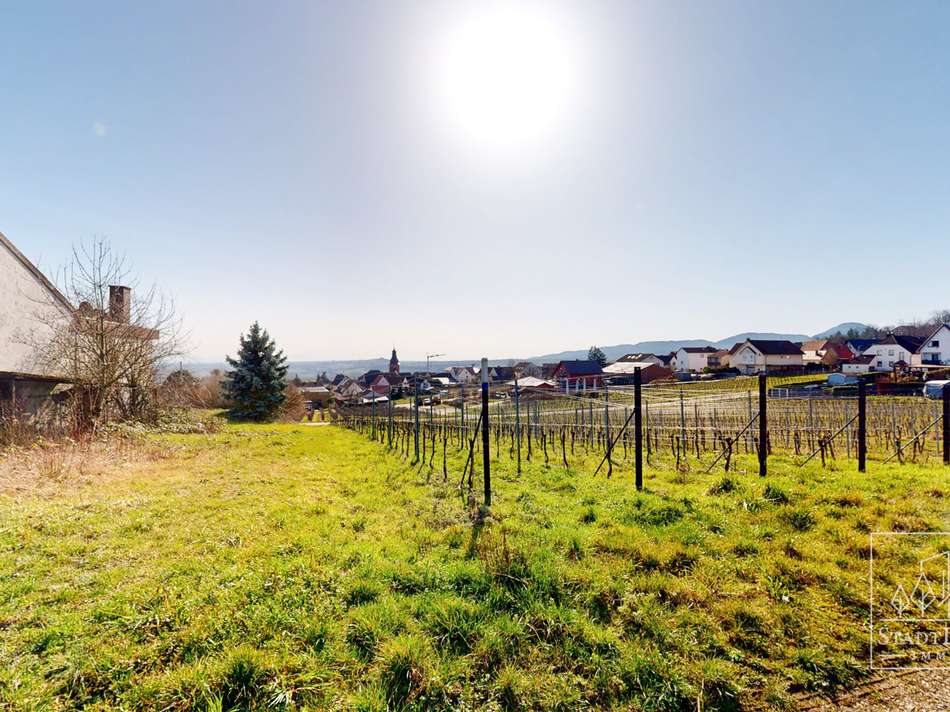 Weinberg am Haus