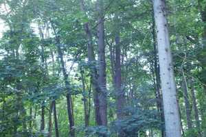 Traumhaftes Grundstück mit Bauernhaus, ca. 7 ha Wald, Teich und Nebengebäude – Parchim (Kreis) – Vorschaubild 36