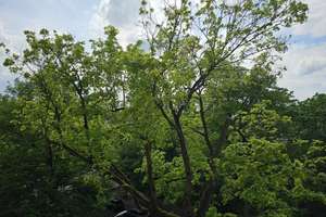 5-Zimmerwohnung im schönen Berliner Altbau! Selbstnutzung und Kapitalanlage in einem! – Auguste-Viktoria-Str. 2, 14193 Schmargendorf, Berlin – Vorschaubild 13
