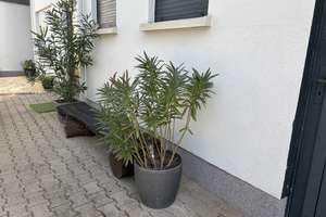 Barrierefreie 2-Zimmer-Wohnung in Wörth am Rhein – 76744 Wörth am Rhein – Vorschaubild 2