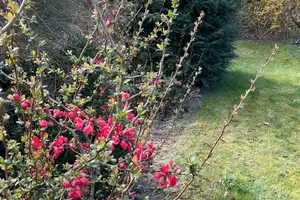 OHNE MAKLER !!! Einfamilienhaus mit großem Raumangebot und Gartenparadies! – Dithmarschen (Kreis) – Vorschaubild 39