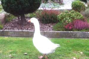 Property thumbnail 11