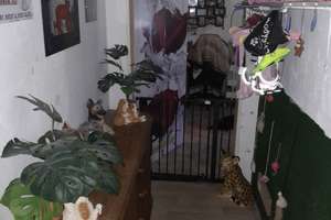 Gepflegte 2-Zimmer-Wohnung im Erdgeschoss in Salzgitter – Haßjägerweg 26, 38229 Gebhardshagen, Salzgitter – Vorschaubild 8