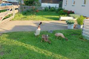 Kleines Schmuckstück im Bayerischen Wald! – Freyung-Grafenau (Kreis) – Vorschaubild 13