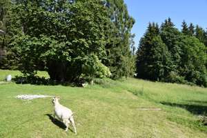 VERKAUFT !!! Sonnige Südhang-Alleinlage mit herrlichem Weitblick, vielseitig nutzbar – Die vollständige Adresse der Immobilie erhältst du vom Anbieter., 94169 Thurmansbang – Vorschaubild 37