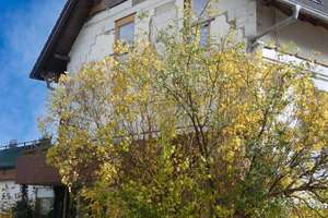 Zweifamilienhaus mit ELW und Gewerbeeinheit in Langenenslingen – Die vollständige Adresse der Immobilie erhältst du vom Anbieter., 88515 Langenenslingen – Vorschaubild 3