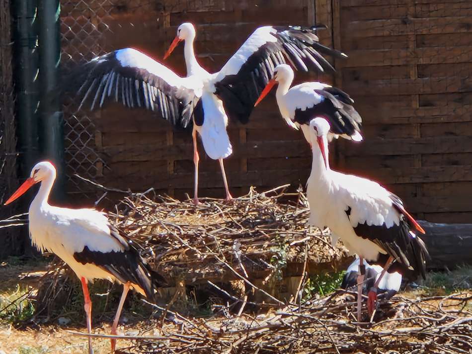 Pfalzstorch Bornheim