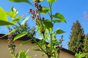 Property thumbnail 31