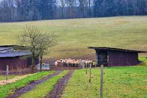 Großes landwirtschaftliches Anwesen mit 2 Häusern, Nebengebäuden, Wohnmobilstellplätzen etc. – Odenwaldkreis – Vorschaubild 13