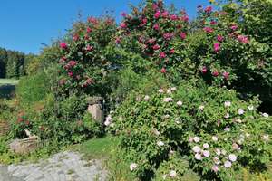 Villa mit 255qm und ELW mit 3966qm Garten in Ortsrandlage – Die vollständige Adresse der Immobilie erhältst du vom Anbieter., 72178 Waldachtal – Vorschaubild 74