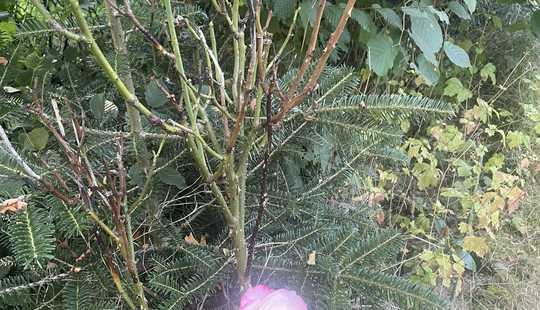 Bild von Zum - Revitalisieren - EFH  zum liebevollen sanieren  & Potential - Grüner wohnen in  Wellingsbüttel