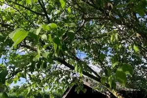  Doppelhaushälfte in guter Wohnlage mit großzügigem Grundstück  – Rhein-Erft-Kreis – Vorschaubild 16