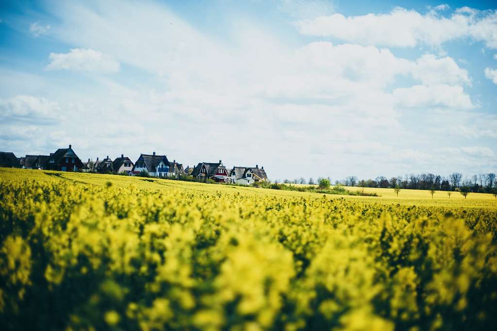 Immobilie in Zierow - Reetdach-Ferienhaus, nur 800 Meter von der Ostsee - Bild 1