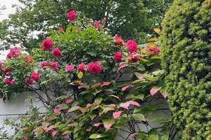 Property thumbnail 19