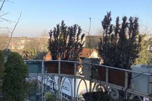 Wunderschöne Altbauwohnung Maisonette in zentraler & begehrter Höchster Lage – Konrad-Glatt-Straße 3, 65929 Höchst, Frankfurt am Main – Vorschaubild 2