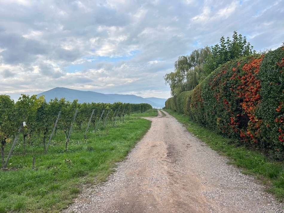 Wingerte in ca. 200 m