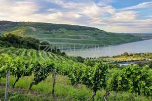 Oberste Hanglage mit Weitblick und Waldzugang: Repräsentatives freistehendes EFH – Mainz-Bingen (Kreis) – Vorschaubild 16