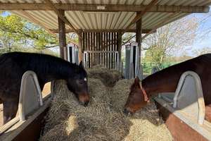 Reitanlage mit 60er Halle auf 5 ha zu verkaufen