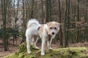 EIN PARADIES FÜR EINE FAMILIE MIT HUND! TOLLES EINFAMILIENHAUS IN TOPLAGE VON WI-KOHLECK – Die vollständige Adresse der Immobilie erhältst du vom Anbieter., 65199 Dotzheim, Wiesbaden – Vorschaubild 4