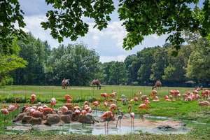 Provisionsfrei: hochwertig sanierte  2-Zimmer-Altbauwohnung zwischen Tierpark und der Wuhlheide – Die vollständige Adresse der Immobilie erhältst du vom Anbieter., 10318 Karlshorst, Berlin – Vorschaubild 2