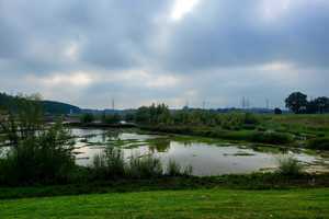 REH am Emscherauensee in Castrop-Rauxel – Recklinghausen (Kreis) – Vorschaubild 2