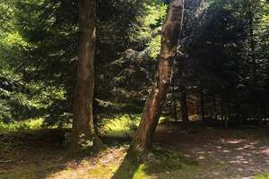 Rarität Nähe Freyung - Ferienhütte mit Bienenhaus und  Fischweiher - totale Alleinlage!!! – Die vollständige Adresse der Immobilie erhältst du vom Anbieter., 94078 Freyung – Vorschaubild 6