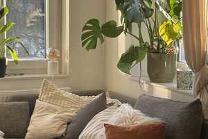 WG Zollstock Vorgebirgspark 76m2 + Balkon (read the add please!) – Nauheimer Straße 28, 50969 Köln – Vorschaubild 1