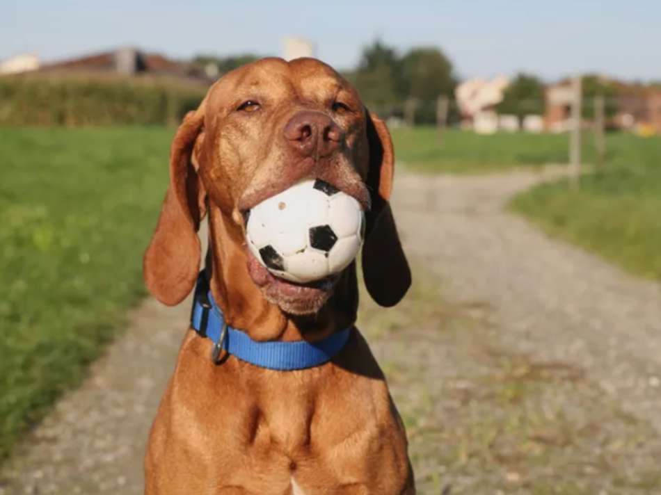 Schnapper