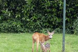 Freistehendes Haus am Waldrand mit großem Naturgarten und separatem Saunahaus – Die vollständige Adresse der Immobilie erhältst du vom Anbieter., 42929 Wermelskirchen – Vorschaubild 24