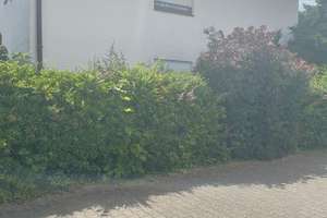 Vollständig renovierte 2,5-Raum-Wohnung mit Terrasse und Garten in Seckenheim  – 68239 Seckenheim, Mannheim – Vorschaubild 2
