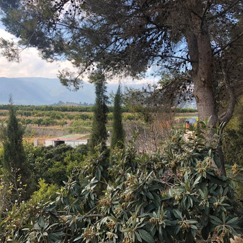 Immobilien zum Verkauf in Villalonga