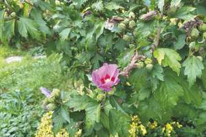 Property thumbnail 38