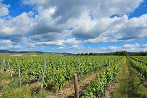 Wohnen und leben auf einer Winzer-Aussiedlung im kulturhistorischen Rheingau