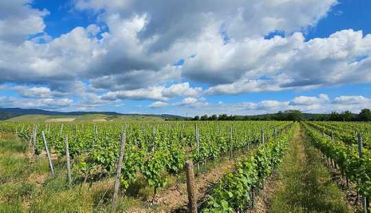 Bild von Wohnen und leben auf einer Winzer-Aussiedlung im kulturhistorischen Rheingau