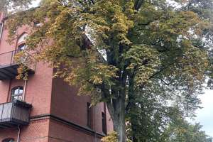 Stilvolle Altbauwohnung im Denkmal mit Balkon, Einbauküche und  Fahrstuhl – Graf-von-Schwerin-Straße 3, 14469 Nauener Vorstadt, Potsdam – Vorschaubild 26