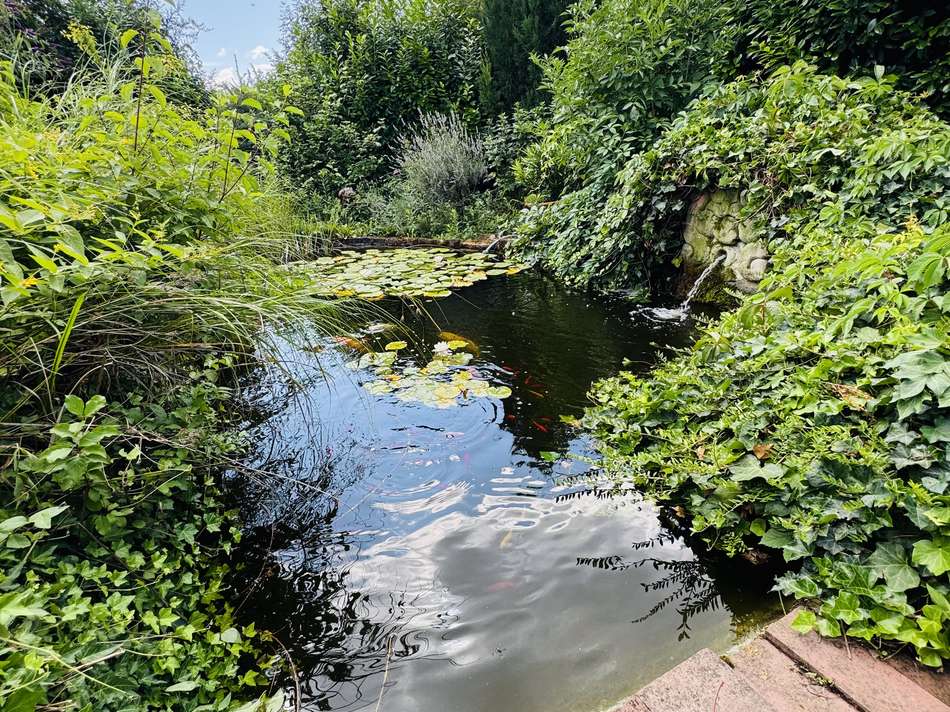 Teich