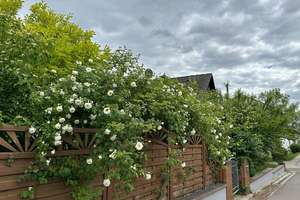 *Provisionsfrei* Charmantes Zweifamilienhaus mit Einliegerwohnung & großzügigem Garten – Die vollständige Adresse der Immobilie erhältst du vom Anbieter., 55545 Bad Kreuznach – Vorschaubild 35
