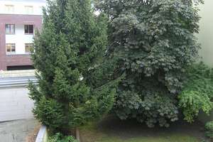 Oststadt (Lister Meile) zentral, EBK, saniert – Lisbethstraße 0, 30161 Oststadt, Hannover – Vorschaubild 2