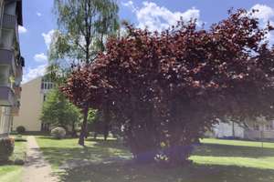 Ganz oben: Erstbezug nach Kernsanierung, gut geschn. 2,5 Zi. Whg. mit Wohnküche – Dauthendeystr.  32, 81377 Am Waldfriedhof, München – Vorschaubild 4