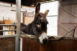 Modernisierter Resthof mit rund 2,1 Hektar warten auf Naturliebhaber und Tierfreunde – Die vollständige Adresse der Immobilie erhältst du vom Anbieter., 26629 Großefehn – Vorschaubild 23