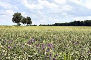 Bezauberndes Fachwerkhaus mit Geschichte und traumhaften Grundstück in Bienenbüttel-Rieste! – Die vollständige Adresse der Immobilie erhältst du vom Anbieter., 29553 Bienenbüttel – Vorschaubild 65